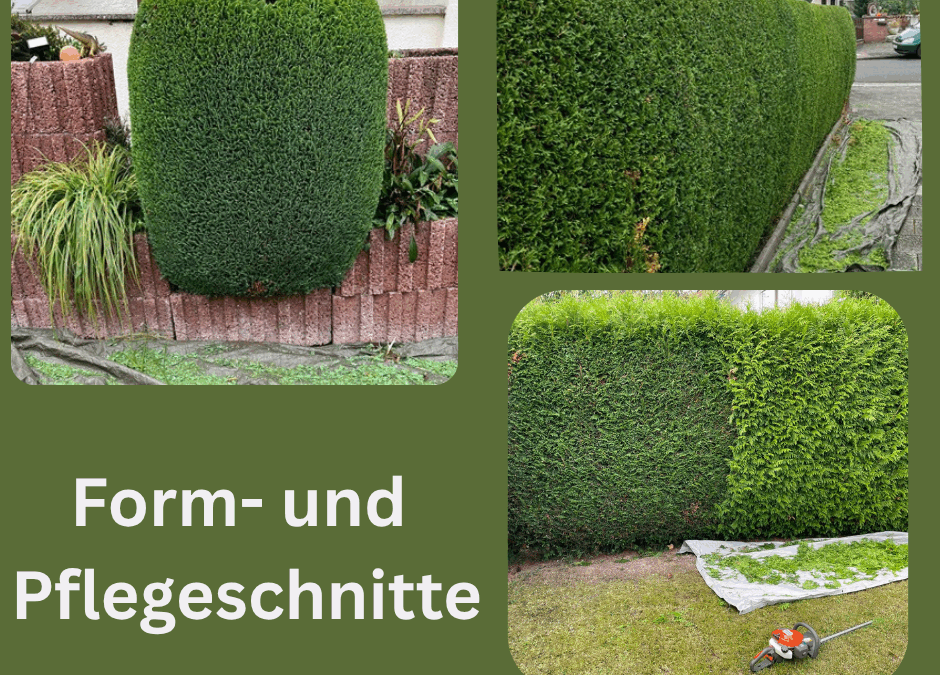 Heckenschnitt Seligenstadt
