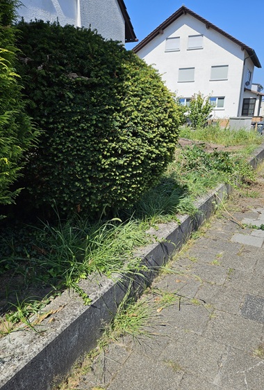 Rasen neu anlegen