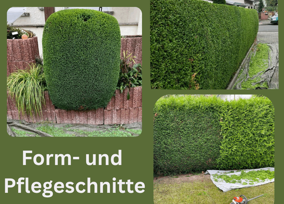 Form- und Pflegeschnitte das Geheimnis gepflegter Hecken