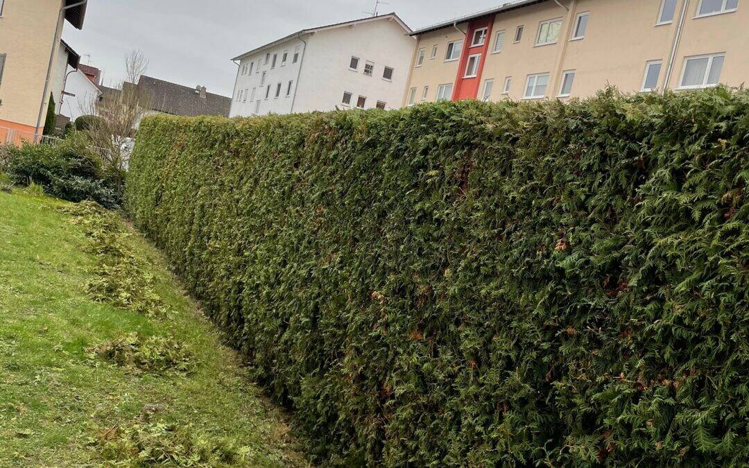 Pflege und Formschnitt einer Hecke