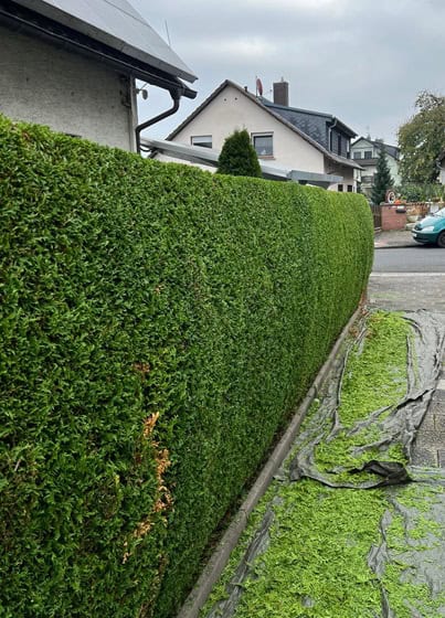 Heckenschnitt in Rodgau