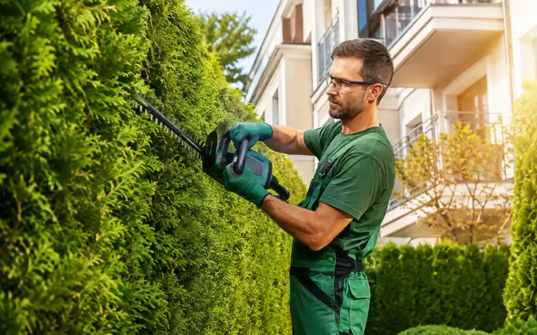 Thuja Hecke schneiden: Der vollständige Praxisratgeber